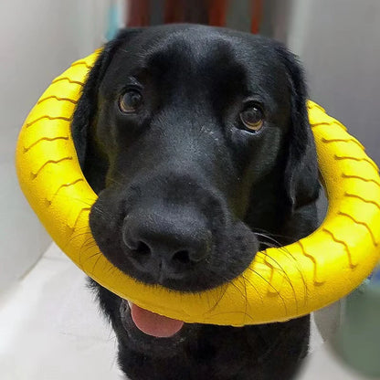 Dog Ring Toys